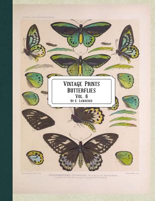 Vintage Prints: Butterflies: Vol. 3 - E. Lawrence