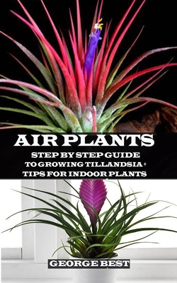 Air Plant: Step by Step Guide to Growing Tillandsia + Tips for Indoor Plants - George Best