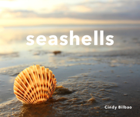 Seashells - Cindy Bilbao