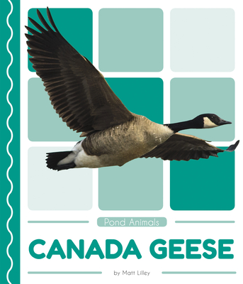 Canada Geese - Matt Lilley