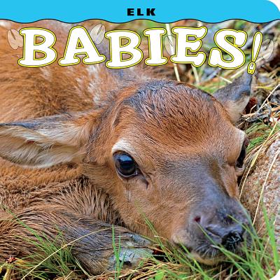 Elk Babies! - Steph Lehmann