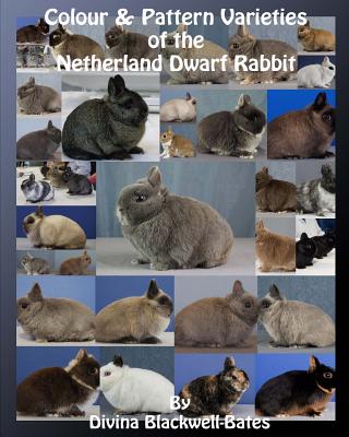 Colour & Pattern Varieties of the Netherland Dwarf Rabbit - Divina Blackwell-bates