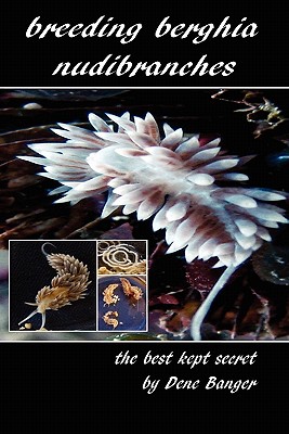 Breeding Berghia Nudibranches the best kept secret - Dene Banger