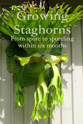 Growing Staghorns from Spore - Wayne Boyce