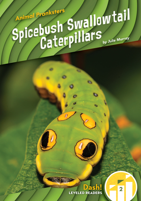 Spicebush Swallowtail Caterpillars - Julie Murray