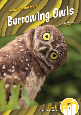 Burrowing Owls - Julie Murray