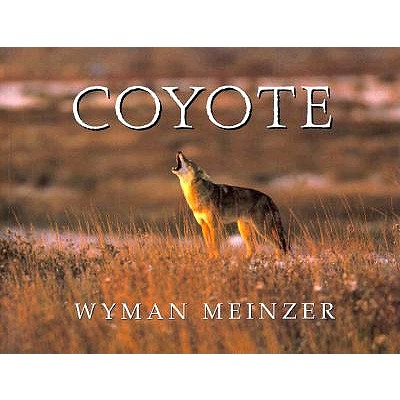 Coyote - Wyman Meinzer