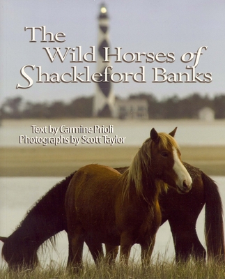 Wild Horses of Shackleford Banks - Carmine Prioli
