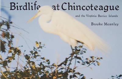 Birdlife at Chincoteague and the Virginia Barrier Islands - Brooke Meanley