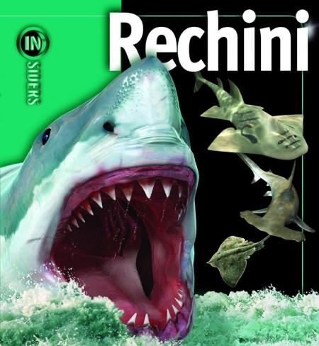 Rechini - Insiders