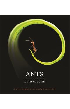 Ants: A Visual Guide - Heather Campbell