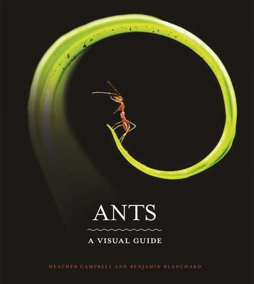 Ants: A Visual Guide - Heather Campbell