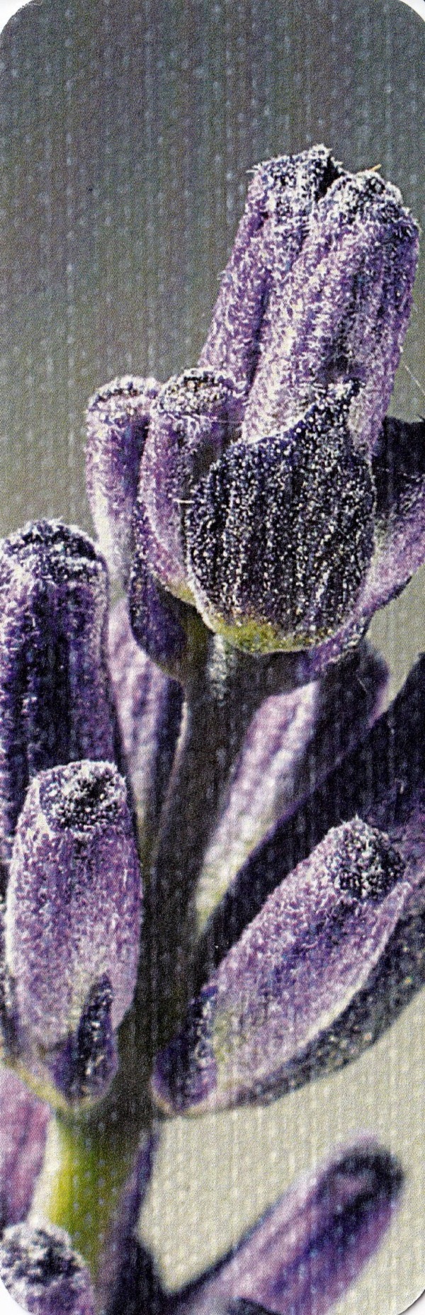 Semn de carte. Love Lavender