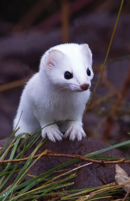 Short-Tailed Weasel Blank Journal - Nodin Press