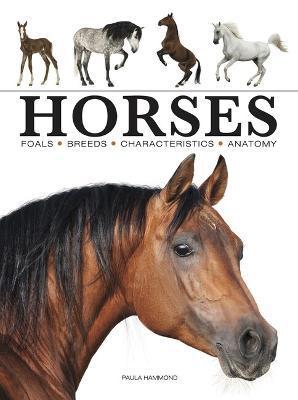 Horses - Paula Hammond