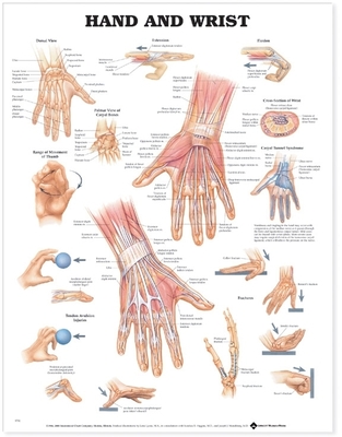Coperta cărții 'Hand and Wrist Anatomical Chart - Anatomical Chart Company'