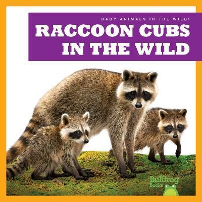 Raccoon Cubs in the Wild - Katie Chanez