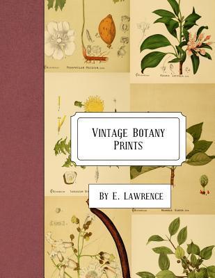 Vintage Botany Prints - E. Lawrence