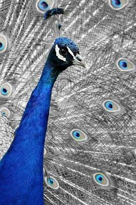 Blue Peacock: The Indian Peafowl or Blue Peafowl Is a Large and Brightly Colored Bird, Native to South Asia. - Journals And Planners