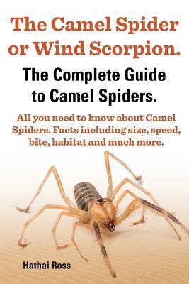 The Camel Spider or Wind Scorpion. the Complete Guide to Camel Spiders. All You Need to Know about Camel Spiders. Facts Including Size, Speed, Bite an - Hathai Ross