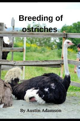 breeding of ostriches - Austin Adamson