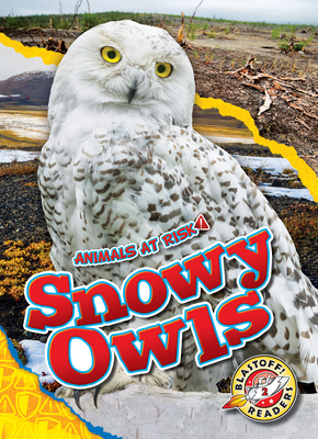 Snowy Owls - Rachel Grack