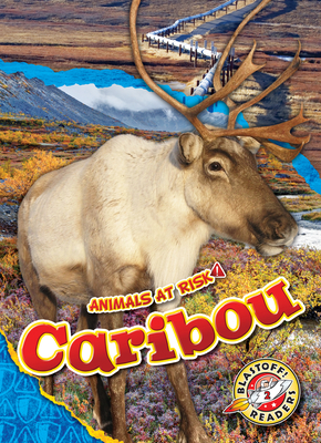Caribou - Rachel Grack