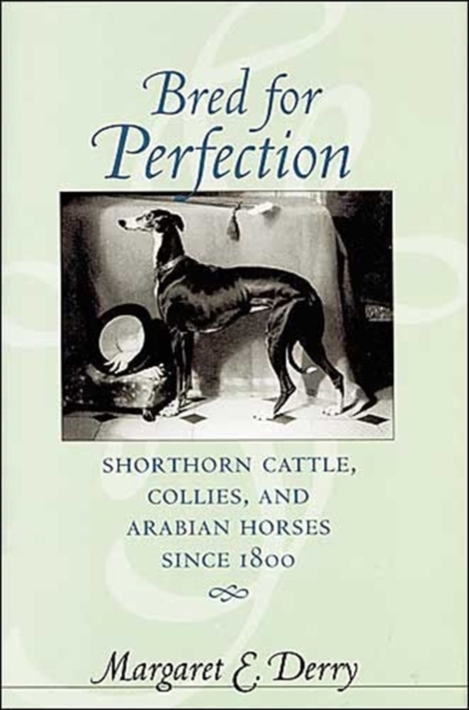 Coperta cărții 'Bred for Perfection: Shorthorn Cattle, Collies, and Arabian Horses Since 1800 - Margaret E. Derry'