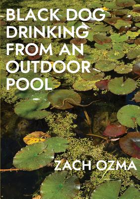 Black Dog Drinking from an Outdoor Pool - Zach Ozma