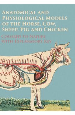 Anatomical and Physiological Models of the Horse, Cow, Sheep, Pig and Chicken - Colored to Nature - With Explanatory Key - Anon