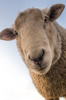 Sheep: Domestic Sheep Are Quadrupedal, Ruminant Mammals Typically Kept as Livestock. Like Most Ruminants, Sheep Are Members o - Planners And Journals