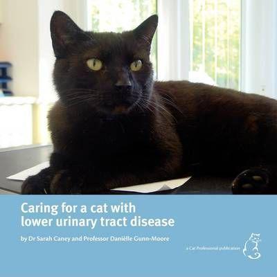 Caring for a cat with lower urinary tract disease - Sarah Caney