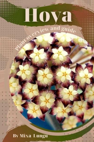 Hoya: Plant overview and guide - Mixa Lungu