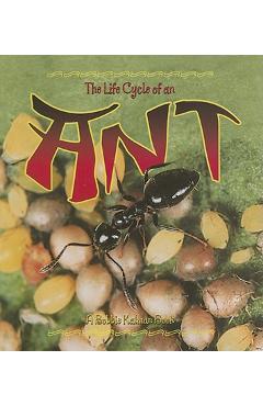 Coperta cărții 'The Life Cycle of an Ant - Hadley Dyer'