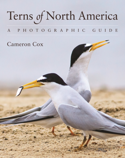 Terns of North America: A Photographic Guide - Cameron Cox