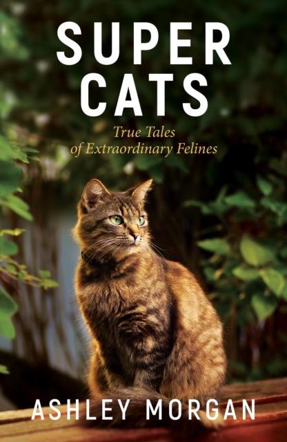 Super Cats: True Tales of Extraodinary Felines - Ashley Morgan