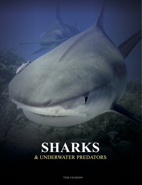 Sharks & Underwater Predators - Tom Jackson