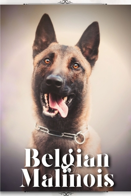 Belgian Malinois: Dog breed overview and guide - Nina Pustova