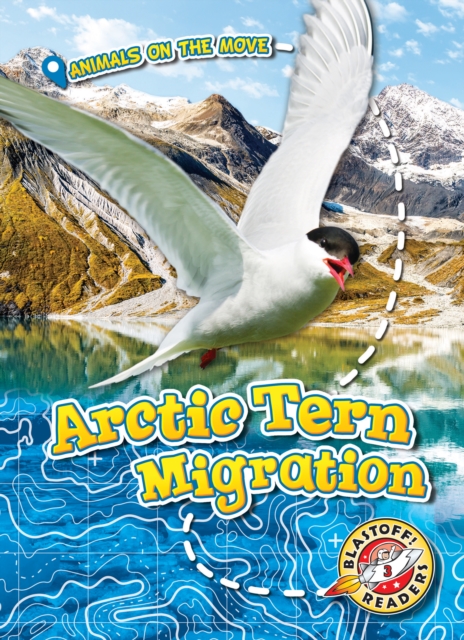 Arctic Tern Migration - Kari Schuetz