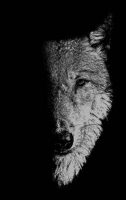 In the Company of Wolves: Werewolves, Wolves and Wild Children - Sam George