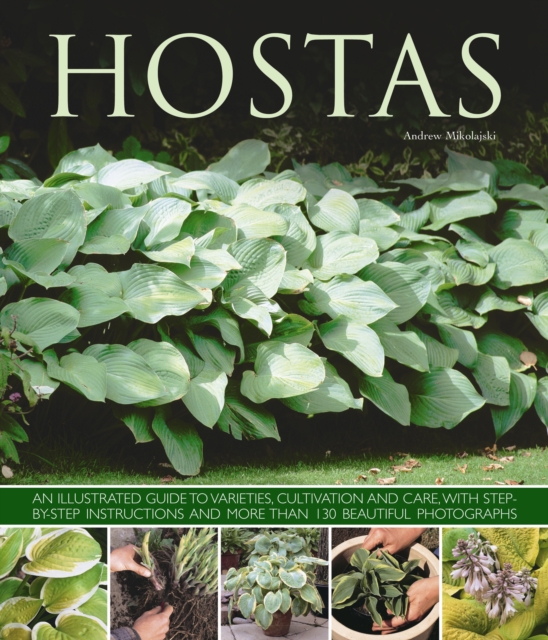 Hostas: An Illustrated Guide to Varieties, Cultivation and Care, with Step-By-Step Instructions and More Than 130 Beautiful Ph - Andrew Mikolajski