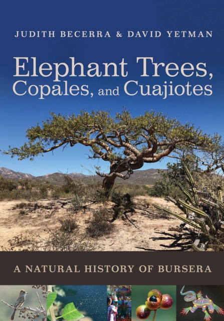 Elephant Trees, Copales, and Cuajiotes: A Natural History of Bursera - Judith X. Becerra