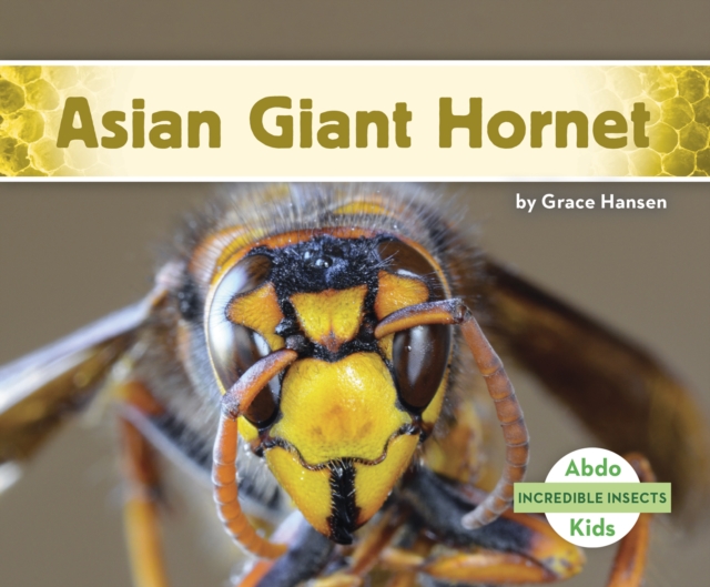 Asian Giant Hornet - Grace Hansen