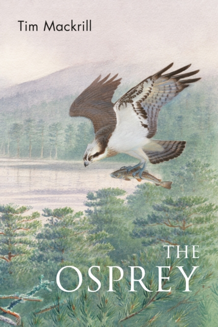 The Osprey - Tim Mackrill