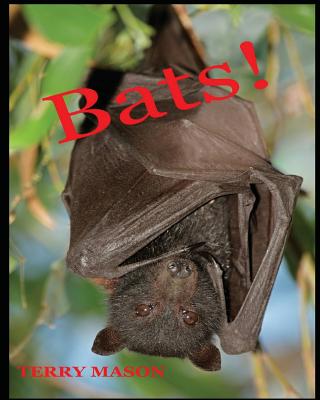 Bats: Learn About These Strange and Wonderful Creatures of the Night - Terry Mason