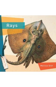 Rays