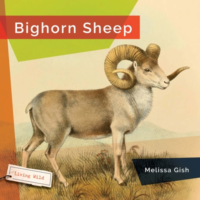 Bighorn Sheep - Melissa Gish