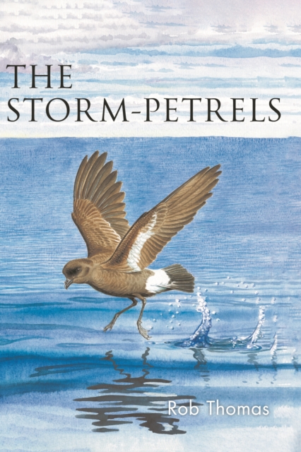 Storm-Petrels - Rob Thomas