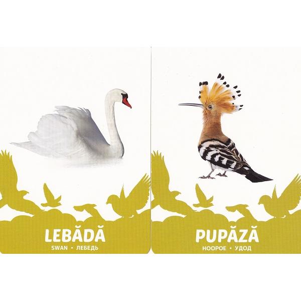 Pasari. 27 de cartonase