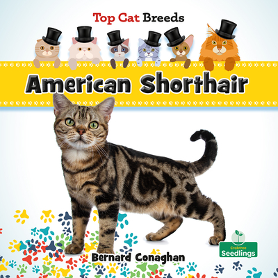 Coperta cărții 'American Shorthair - Bernard Conaghan'